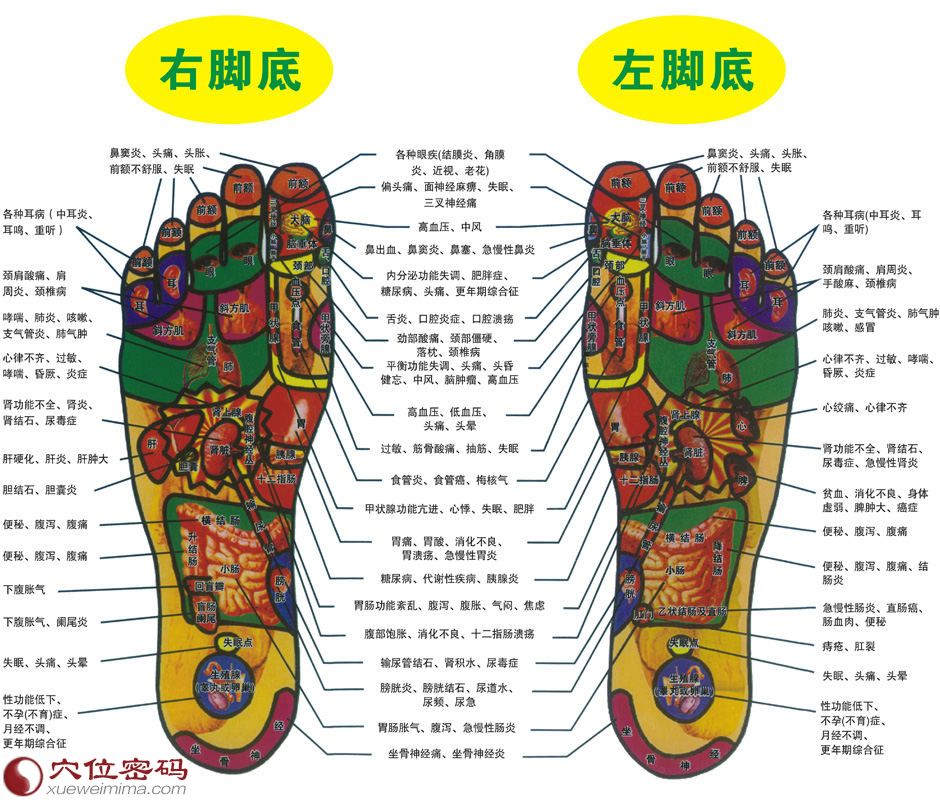 脚底反射区图